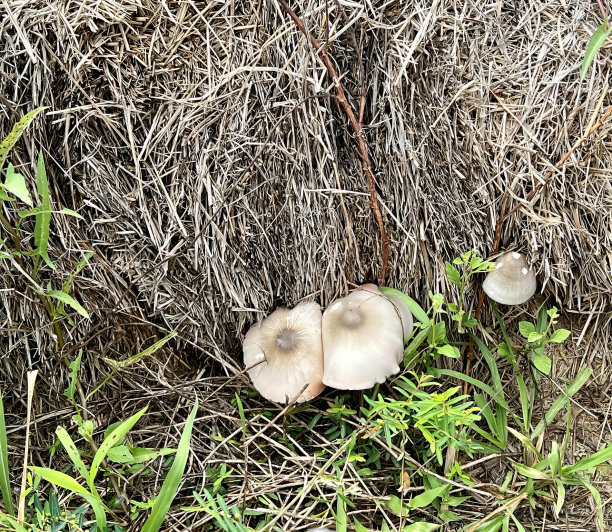 一组蘑菇坐在一堆干草上的照片，有两个蘑菇坐在草地上。图片下载