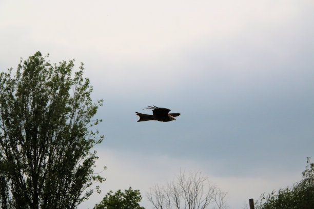 红风筝的景色图片下载