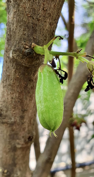 一个绿色的水果挂在树枝上的照片，有一个绿色的水果挂在树枝上。图片下载