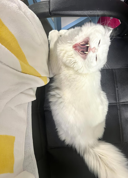 一张白猫的照片，粉红色的鼻子和粉红色的鼻子，有一只白猫躺在椅子上。图片下载