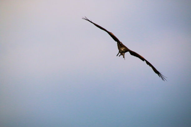 红风筝的景色图片下载
