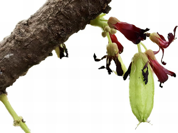 一张花在树枝上发芽的照片，有一张花在树枝上的特写。图片下载