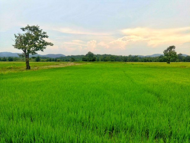 泰国广阔的稻田。图片下载