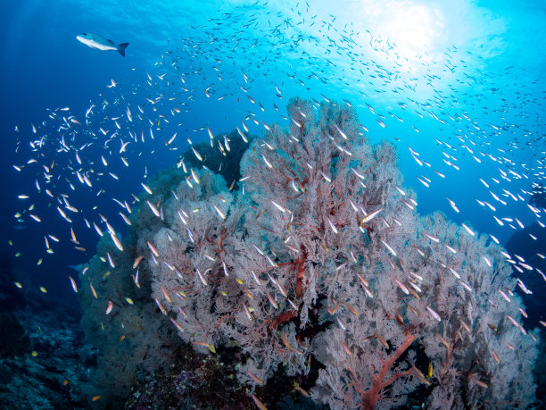 安达曼海，达柴峰，在光线下，巨大的粉红色柳珊瑚与鱼群。泰国令人叹为观止的水下景观。图片下载