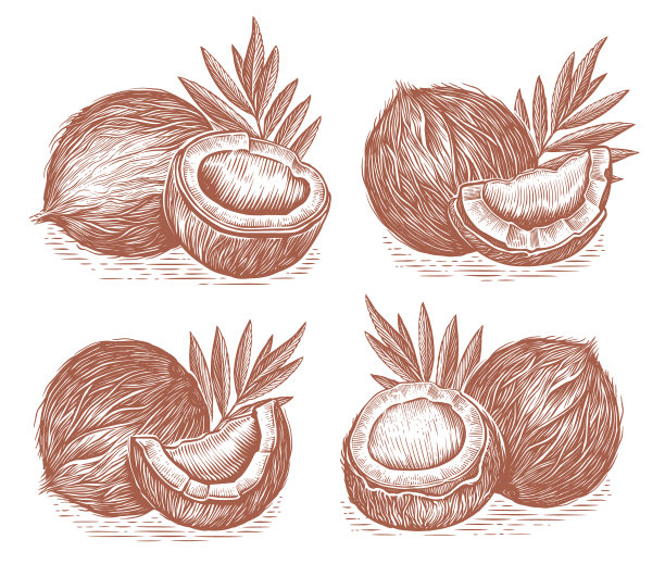 椰子与树叶集素描风格绘制图片下载