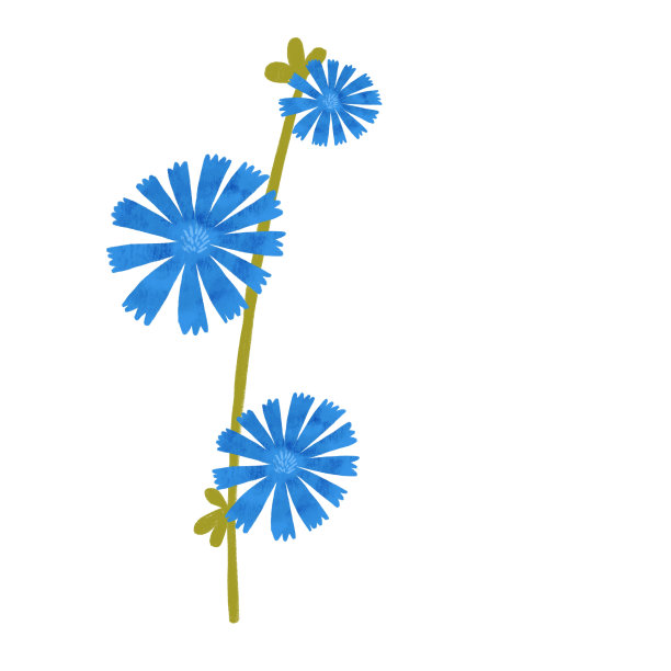 菊苣花孤立在白色背景上。手绘菊苣插图，野花，夏季简单的水彩植物图片下载