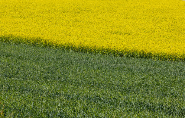 耕地上盛开着鲜艳的黄色油菜图片下载