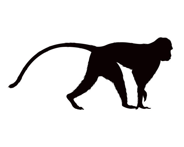 非洲长尾猴动物剪影图片下载