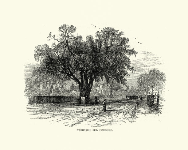 华盛顿榆树剑桥Common in Cambridge, Massachusetts图片下载