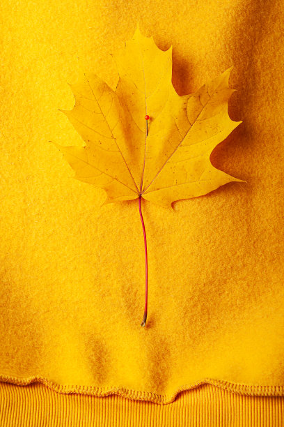 秋天的概念。一片黄色的枫叶别在一件黄色的羊毛卫衣上图片下载
