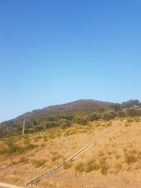 地中海景观中的橄榄树和野松图片下载