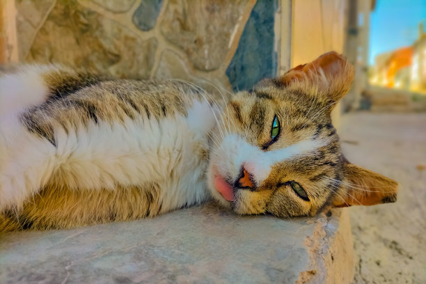 夏日正午，一只灰条纹猫躺在地上，在阴凉处休息。露出舌头，近距离看脸，宠物生活在野外。图片下载