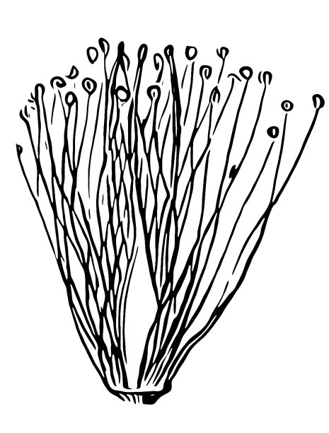 贯叶连翘金丝桃，称为贯叶连翘，常见的贯叶连翘和贯叶连翘雌蕊，植物形态，花的部分图片下载