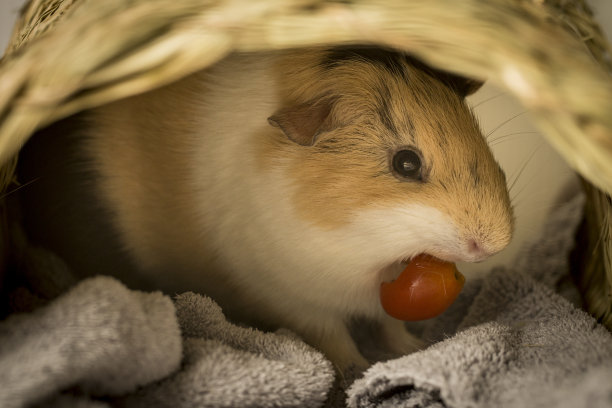一只豚鼠吃小番茄的特写镜头图片下载