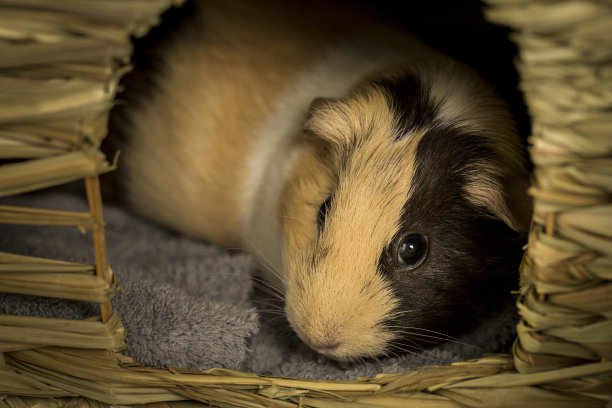 一只豚鼠的特写图片下载