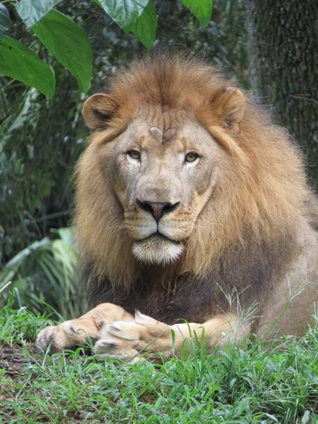 草地上的狮子直视镜头图片下载