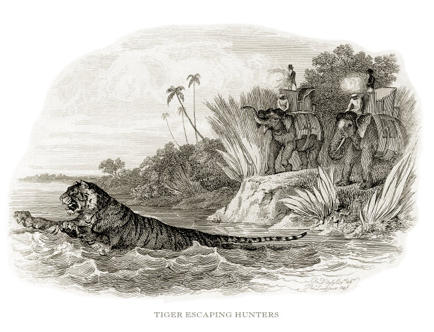 老虎，古董雕刻，老虎逃脱猎人雕刻插图图片下载