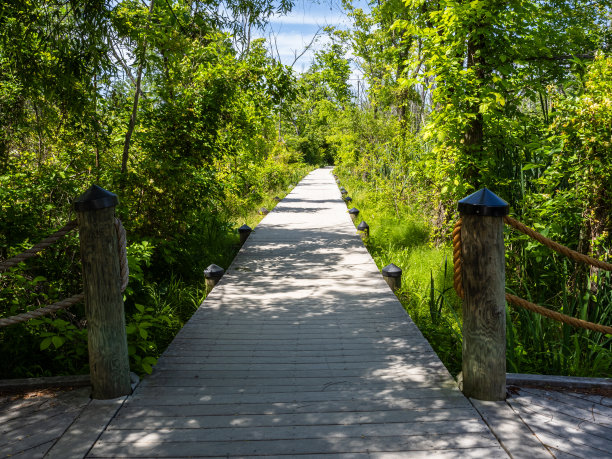 美国华盛顿特区波托马克河西奥多·罗斯福岛沼泽地上的一条小径图片下载