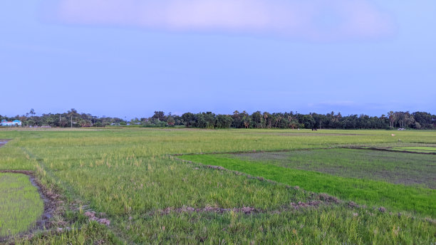 一大片绿色的田野，背景是树图片下载
