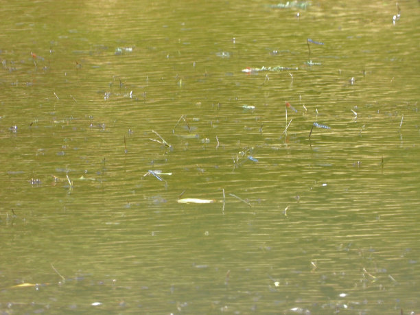 抽象图像，艺术形式中的自然图片下载