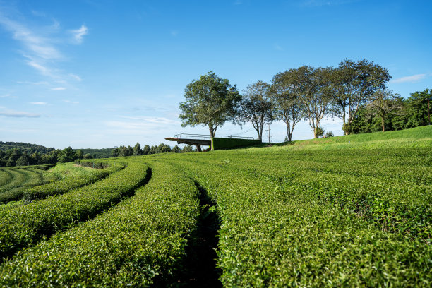 翠芳茶园，清莱，泰国图片下载