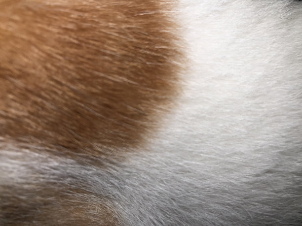 猫的皮毛图片下载