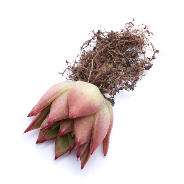 多肉植物，根离生在白底图片下载