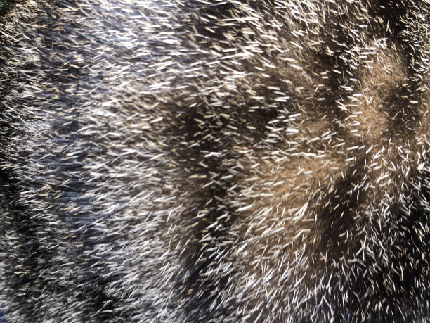 猫的皮毛图片下载