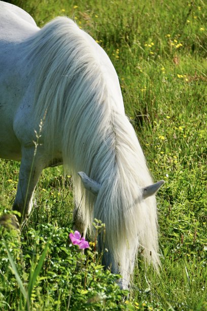 一匹白马正在草地上吃草。一匹白马在吃草。一匹白马在高高的草丛里。夏天，丹麦的一匹马在草地上吃草。图片下载