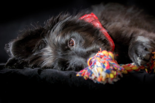 黑狗小狗嚼绳结骨玩具图片下载