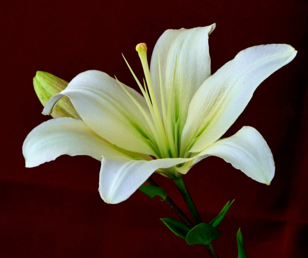 百合花生长在黑色的背景上图片下载