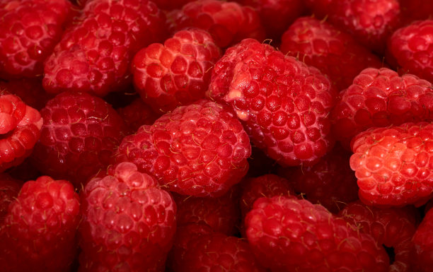 树莓作为艺术家的背景图片下载