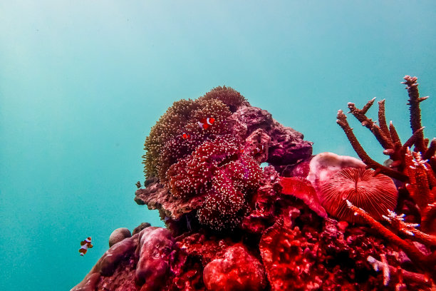 珊瑚礁和珊瑚图片下载