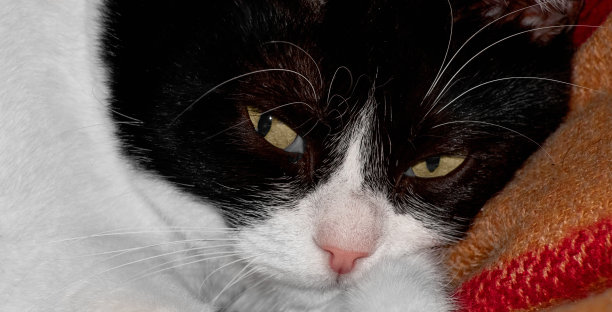 躺在毯子上，眼睛睁着的家猫的口鼻图片下载