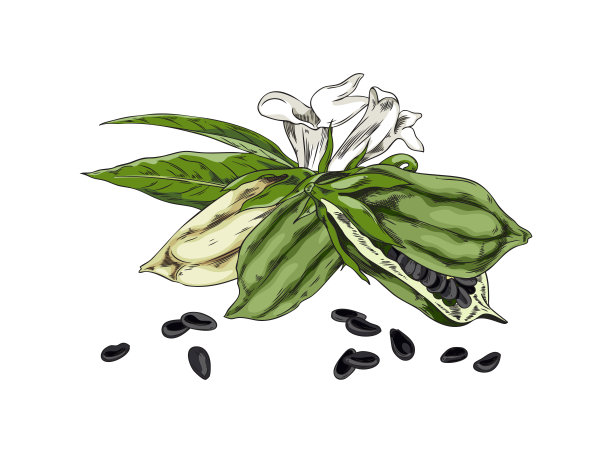 芝麻植物豆荚与种子的香料和油素描载体分离。图片下载
