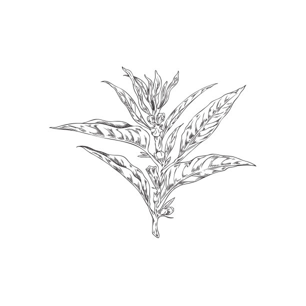 黑色轮廓素描芝麻种子分支，农业健康植物与叶，种子和花矢量插图图片下载