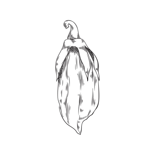 手绘单色芝麻豆荚素描风格，矢量插图图片下载