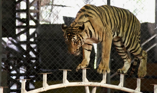 这是一张老虎在动物园围栏上行走的照片，有一只老虎在围栏上行走。图片下载