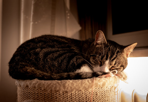 冬天睡觉的猫图片下载