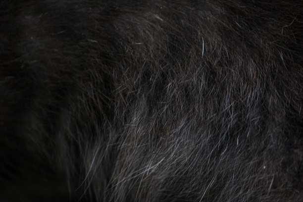 黑猫皮毛的纹理背景。图片下载