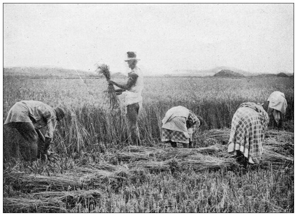 古董图:马达加斯加，收割稻米图片下载