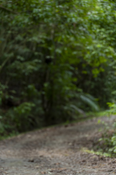 森林道路，索贝拉尼亚国家公园，巴拿马-股票照片图片下载