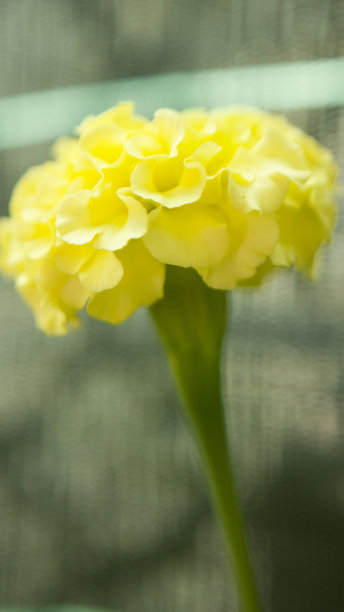 黄色的花和塑料布图片下载