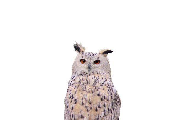 一只欧洲猫头鹰的特写镜头撞上了一根柱子，凝视着前方。眼睛透过黑暗的背景穿透观众图片下载