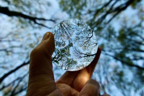 水晶球对着树图片下载