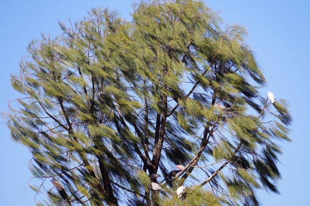 风扫相思树的运动模糊图片下载
