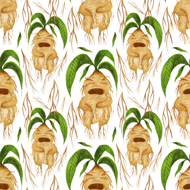 水彩无缝图案，神奇尖叫曼德拉根与绿叶，在一个白色的背景。图片下载