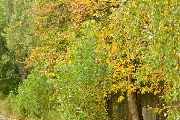 秋天。浓密的树冠和黄色的叶子。图片下载