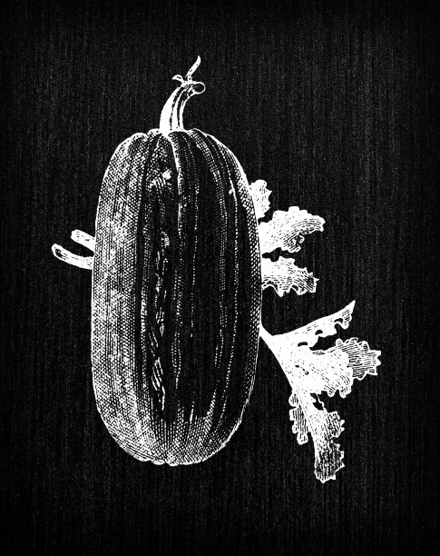 植物学蔬菜植物仿古雕刻插图:西葫芦图片下载