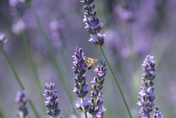 蜜蜂在薰衣草地里工作图片下载
